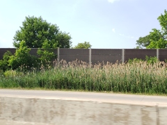 Phragmites australis