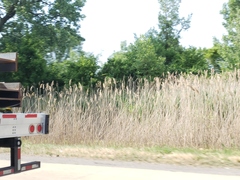 Phragmites australis