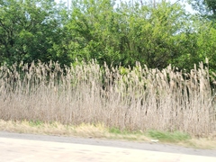 Phragmites australis