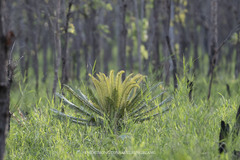 Cycas siamensis