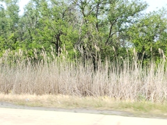 Phragmites australis