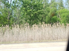 Phragmites australis