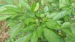 Ohwia caudata