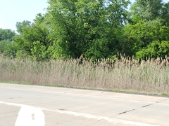 Phragmites australis