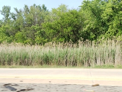 Phragmites australis