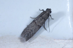Lepidoptera