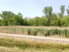 Phragmites australis