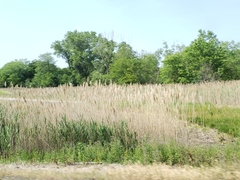 Phragmites australis