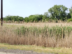 Phragmites australis