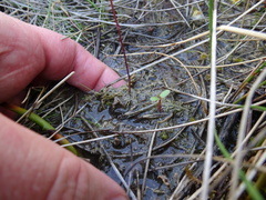 Utricularia ochroleuca