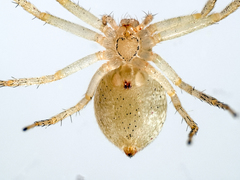 Philodromus