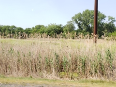 Phragmites australis