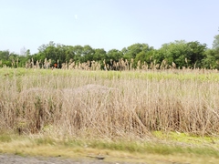 Phragmites australis