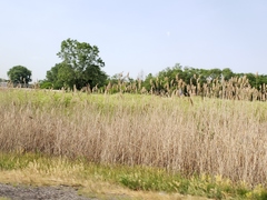Phragmites australis