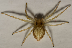 Philodromus