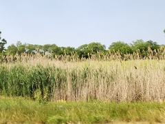 Phragmites australis
