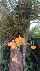 Dendrobium chryseum
