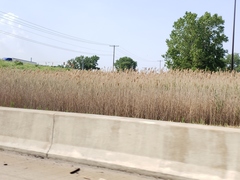 Phragmites australis