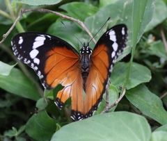Hypolimnas misippus