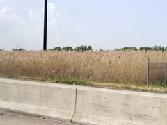 Phragmites australis