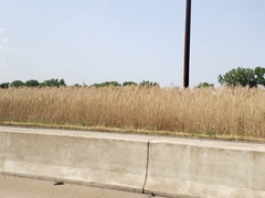 Phragmites australis