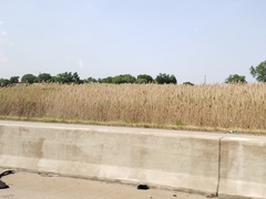 Phragmites australis