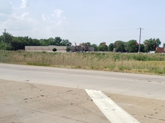 Phragmites australis