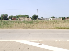 Phragmites australis