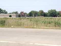 Phragmites australis