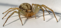 Philodromus