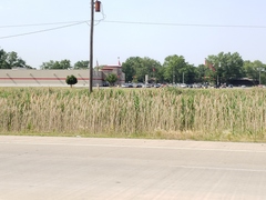 Phragmites australis