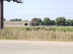 Phragmites australis