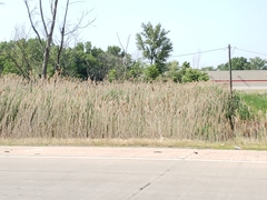 Phragmites australis
