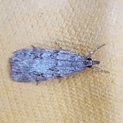 Scoparia ambigualis