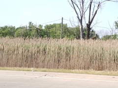 Phragmites australis