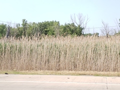 Phragmites australis