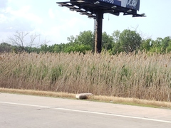 Phragmites australis
