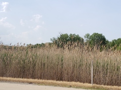 Phragmites australis