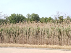 Phragmites australis
