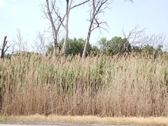Phragmites australis