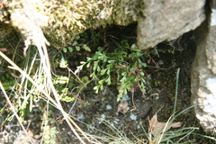 Asplenium × alternifolium
