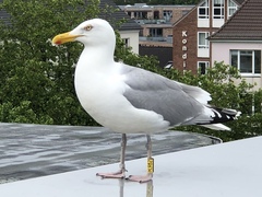 Larus argentatus