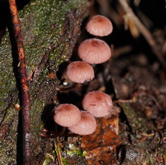 Mycena kurramulla