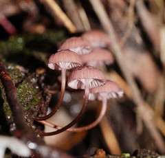 Mycena kurramulla