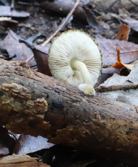 Pluteus readiarum