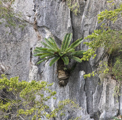 Cycas tropophylla