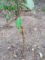 Jatropha sympetala