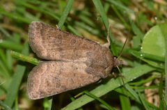 Hoplodrina octogenaria