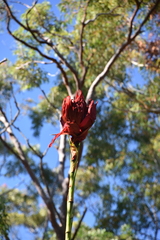 Doryanthes excelsa
