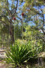 Doryanthes excelsa